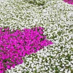 Jardim com Maria-sem-vergonha com flores de cores brancas e rosadas