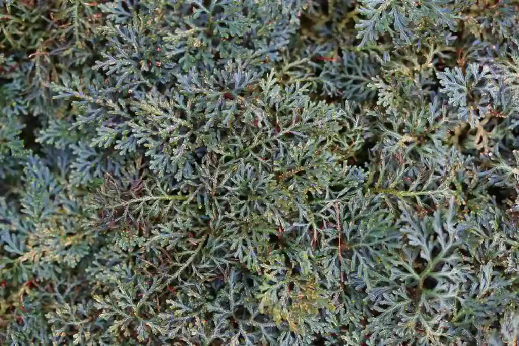 Plantas que gostam de água, Selaginella erythropus