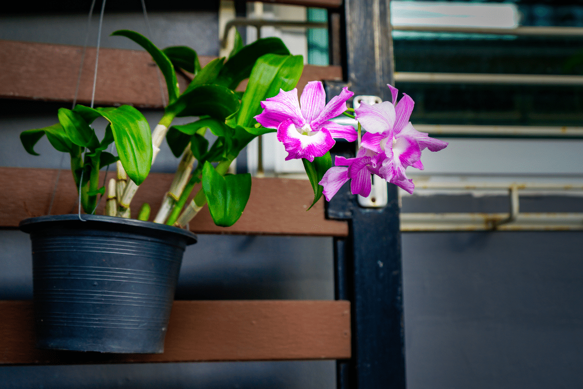 Como fazer adubo caseiro para orquídeas