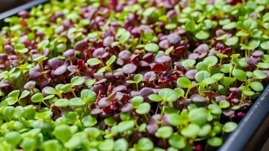 microverdes em bandejas rasas como produzir vegetais nutritivos em 10 dias com 3cm de profundidade